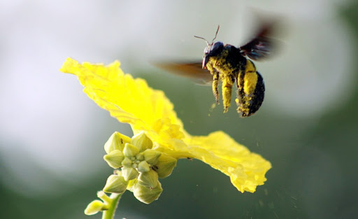 Hoa mướp vẫn nở bên bờ ao