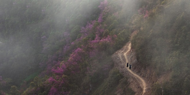 Rừng xuân ấy…