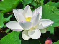 Bạch liên hoa.