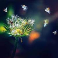 Những cánh hoa bay bay trong gió...