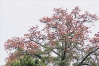 Hoa gạo tháng ba (Phần cuối)