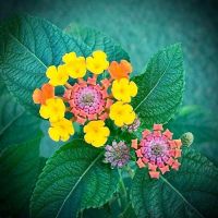 KỶ NIỆM VỀ MỘT LOÀI HOA