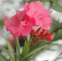 HOA TRÚC ĐÀO (phần 3)