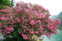 HOA TRÚC ĐÀO (phần 4)