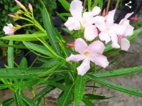 HOA TRÚC ĐÀO (phần 6)