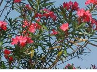 HOA TRÚC ĐÀO (phần 7)