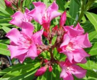 HOA TRÚC ĐÀO (phần 8)