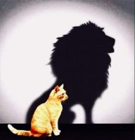 Ngôn ngữ thời mắc dịch